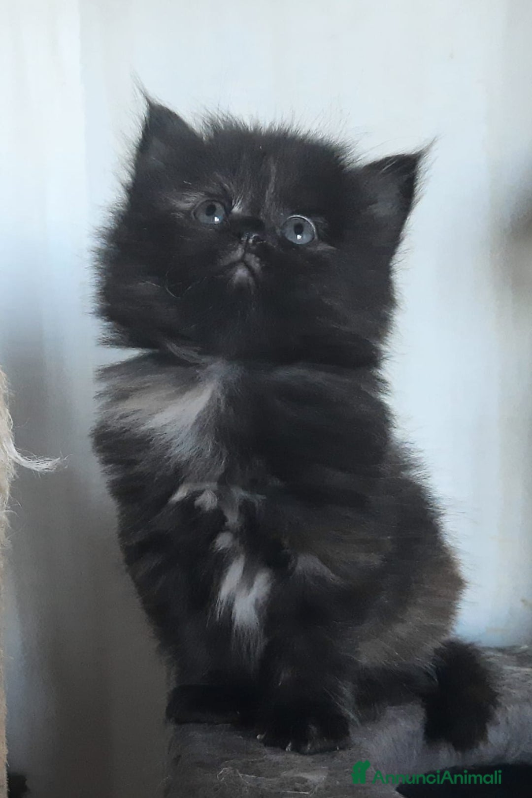 Siberiano gatti in vendita: Gatti cuccioli Siberiani ipoallergenici a Provincia di Forlì-Cesena - Immagine 16