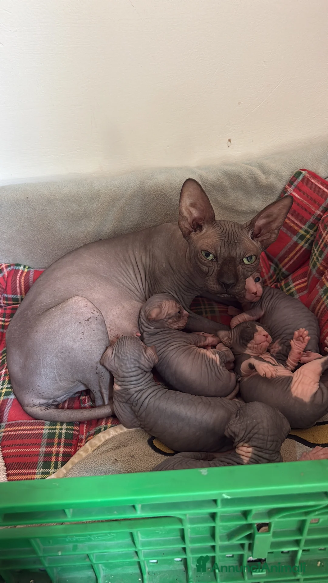 Sphynx gatti in vendita: Sphynx  a Provincia di Frosinone - Annuncio 1