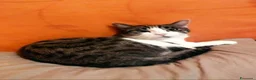 Europeo gatti in regalo: GATTE E GATTINE a Provincia di Piacenza - Annuncio 2