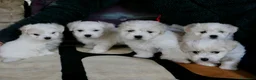 Coton de Tulear cani in vendita: Cinque meravigliosi Coton de Tulear a Provincia di Verona - Annuncio 1