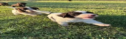 Lagotto cani in vendita: Cuccioli di lagotto romagnolo  a Provincia di Forlì-Cesena - Annuncio 5