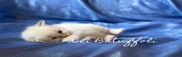 Siberiano gatti in vendita: Cuccioli Gatto Siberiano AFSI WCF, Alta genealogia - Annuncio 16