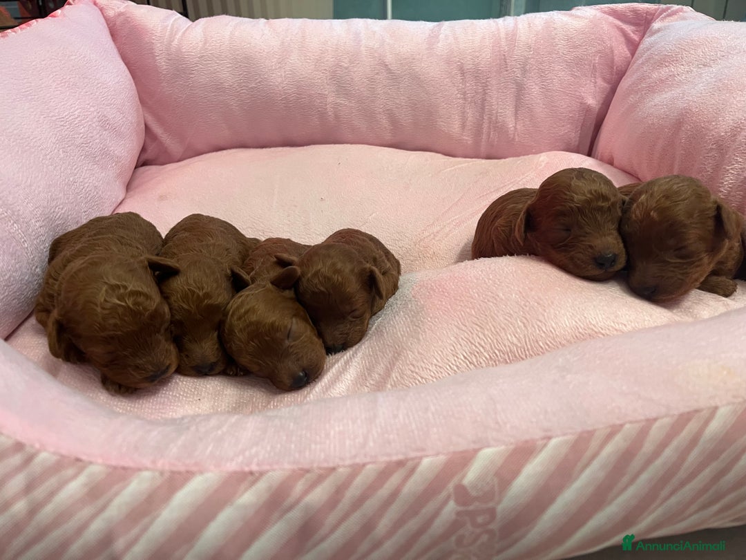 Barboncino Toy cani in vendita: Barboncino Toy Red - Annuncio 3