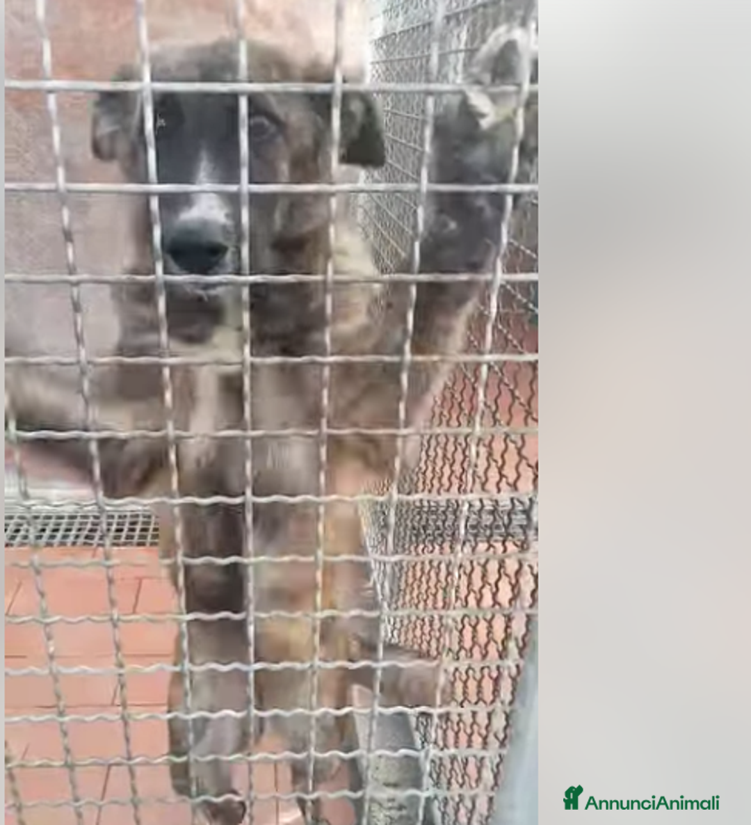 Meticcio cani in regalo: QUESTA FEMMINUCCIA STA CRESCENDO IN CANILE!!!!! - Annuncio 2