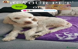 Lagotto cani per accoppiamento: Led Lagotto romagnolo cerca compagna a Provincia di Ascoli Piceno - Immagine 2