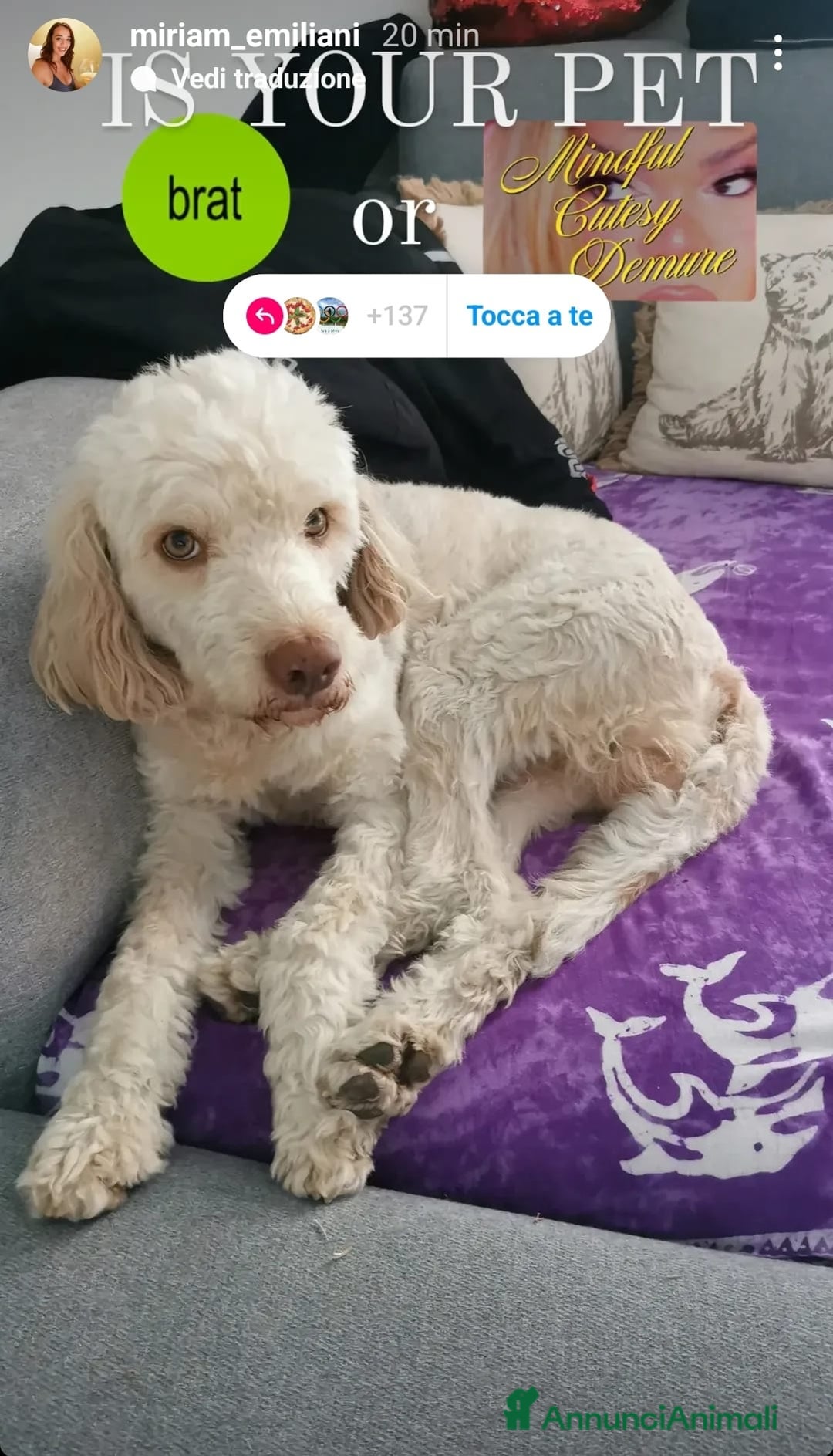 Lagotto cani per accoppiamento: Led Lagotto romagnolo cerca compagna a Provincia di Ascoli Piceno - Immagine 2