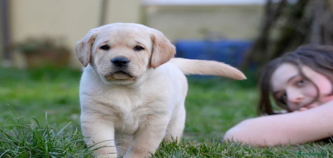 Immagine della galleria {{count}}