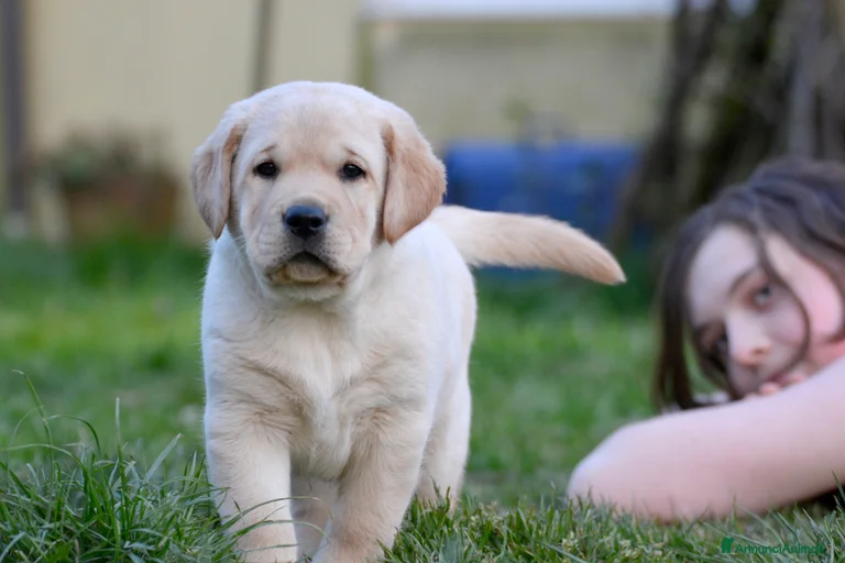 Immagine della galleria {{count}}