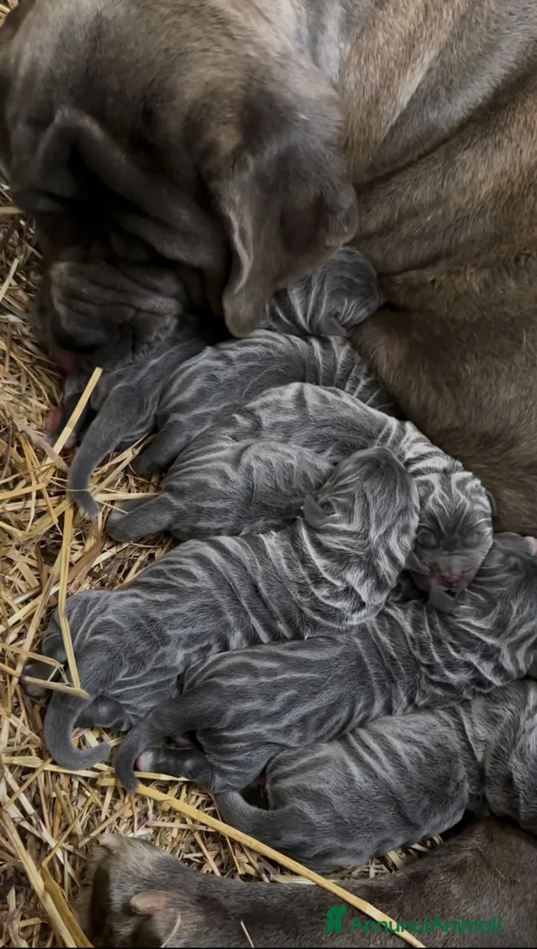 Mastino Napoletano cani in vendita: Cuccioli mastino napoletano - Annuncio 3