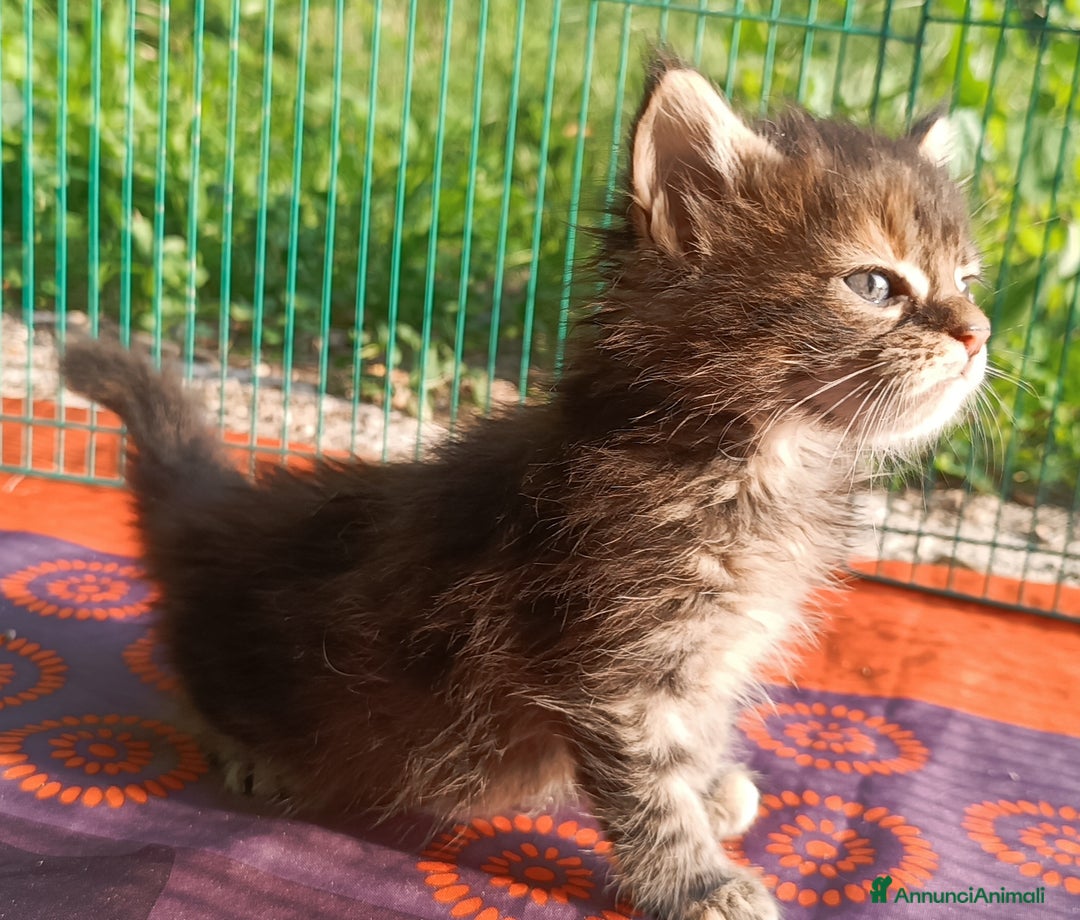 Maine Coon gatti in vendita: Cucciola Maine Coon con pedigree colore Torbie - Annuncio 2