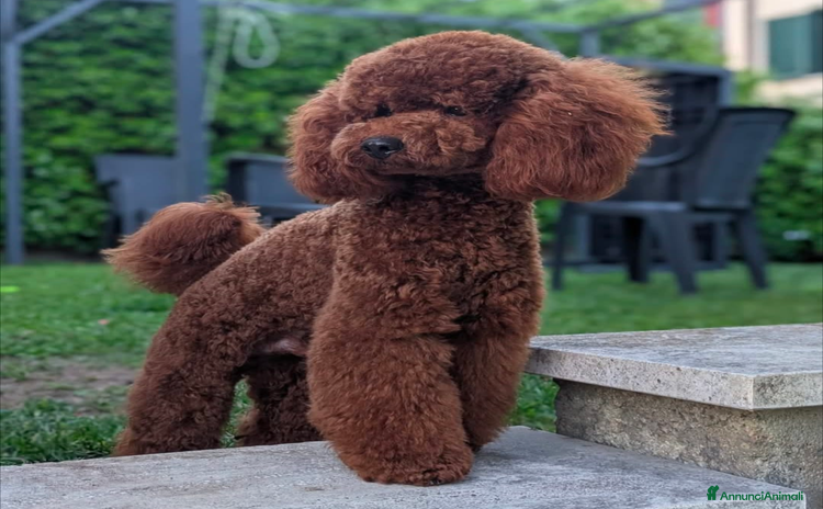 Barboncino cani - Annuncio 3