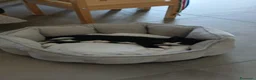 Europeo gatti in regalo: Milly a Provincia di Bergamo - Annuncio 7
