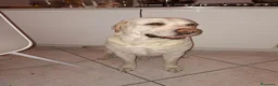 Labrador cani per accoppiamento: Labrador maschio per accoppiamento - Annuncio 18