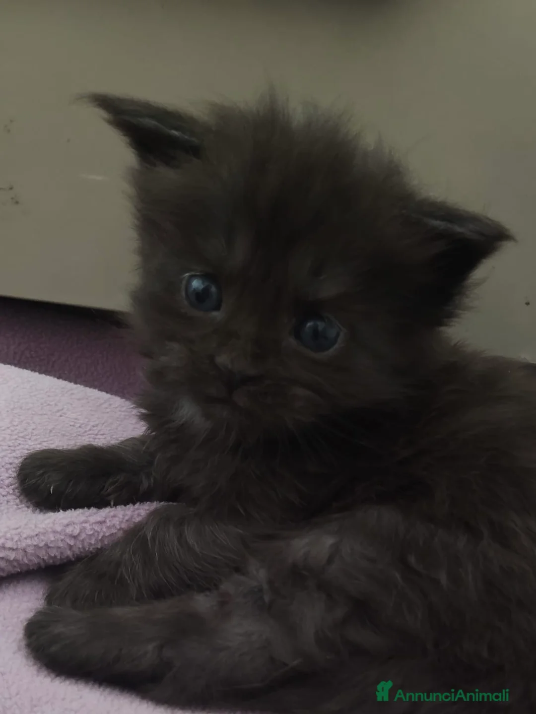 Maine Coon gatti in vendita: 7 cuccioli di Maine coon certificati afef - Annuncio 7