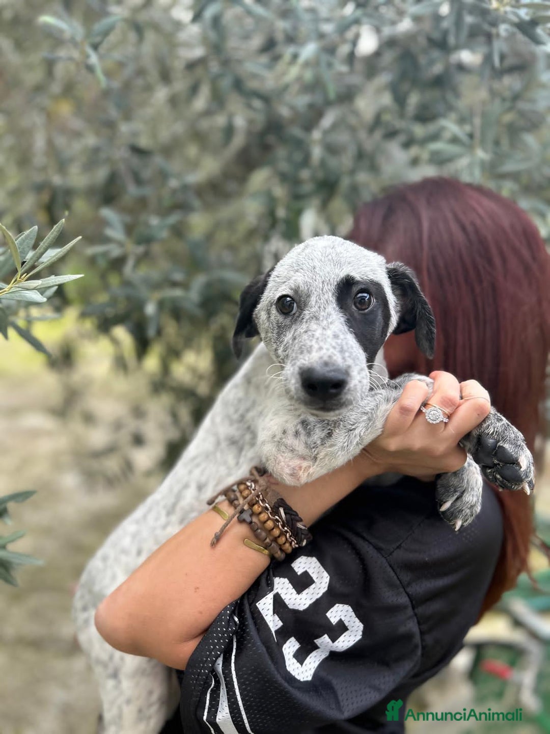 Altre razze cani in regalo: BULMA GERO KELLY MINO - Annuncio 4