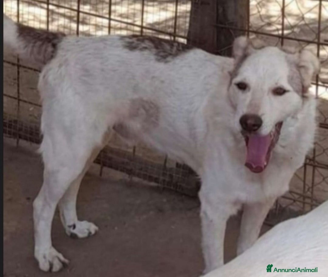 Meticcio cani in regalo: Basilio 4anni salvato da 1lager,buon carattereROMA a Città metropolitana di Milano - Annuncio 5