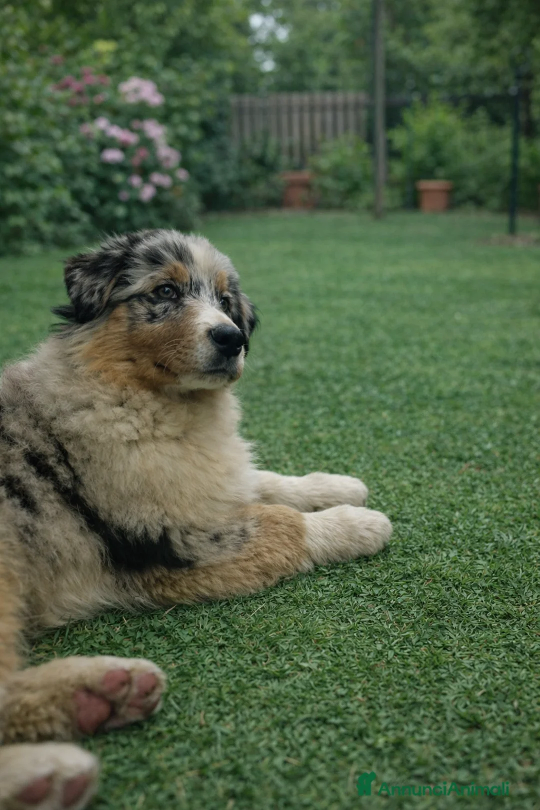 Australian Shepherd cani in vendita: Cucciola australian shepherd/pastore australiano  - Annuncio 2