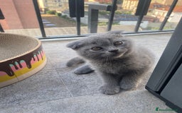 Scottish gatti in vendita: Cuccioli scottish a Città Metropolitana di Torino - Immagine 2