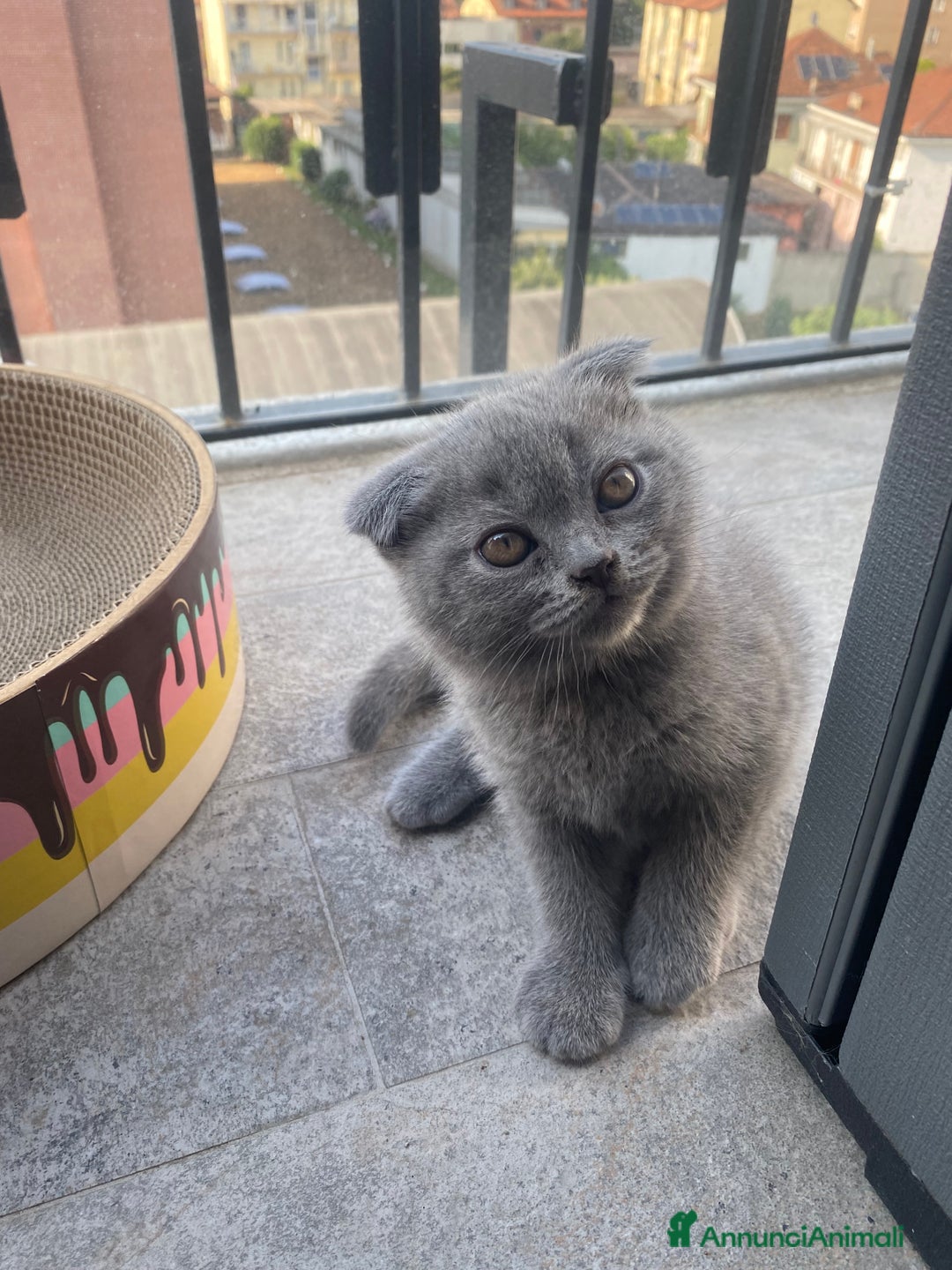 Scottish gatti in vendita: Cuccioli scottish a Città Metropolitana di Torino - Immagine 2
