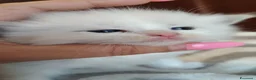 Ragdoll gatti in vendita: Cuccioli Ragdoll con pedigree  - Annuncio 8