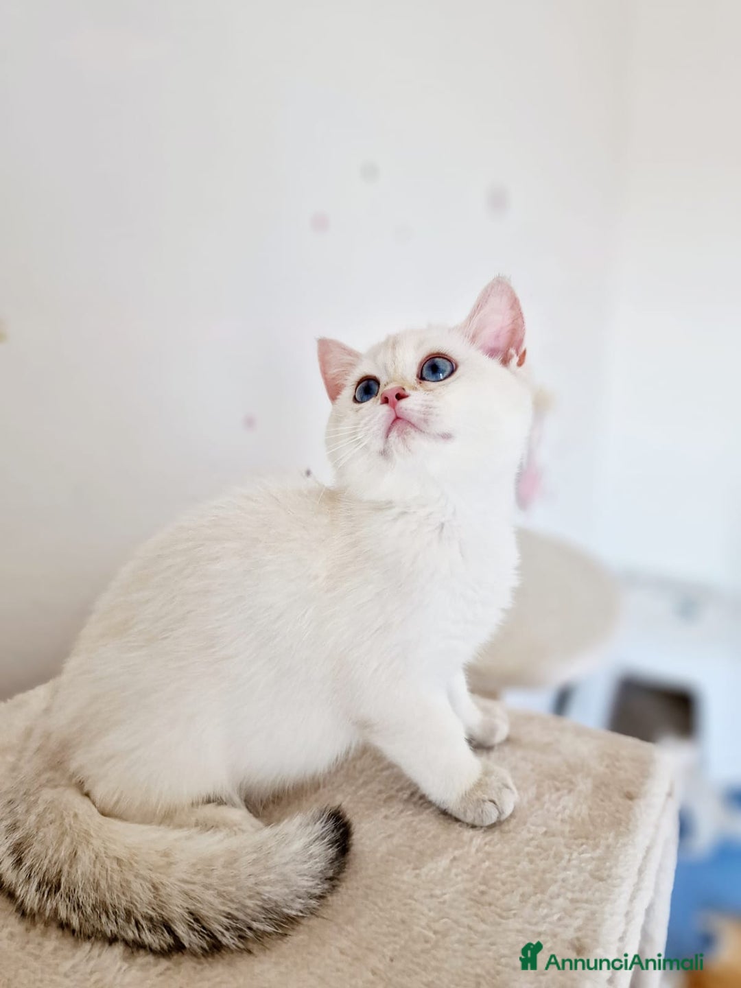 Scottish gatti in vendita: Scottish  a Provincia di Pavia - Immagine 3