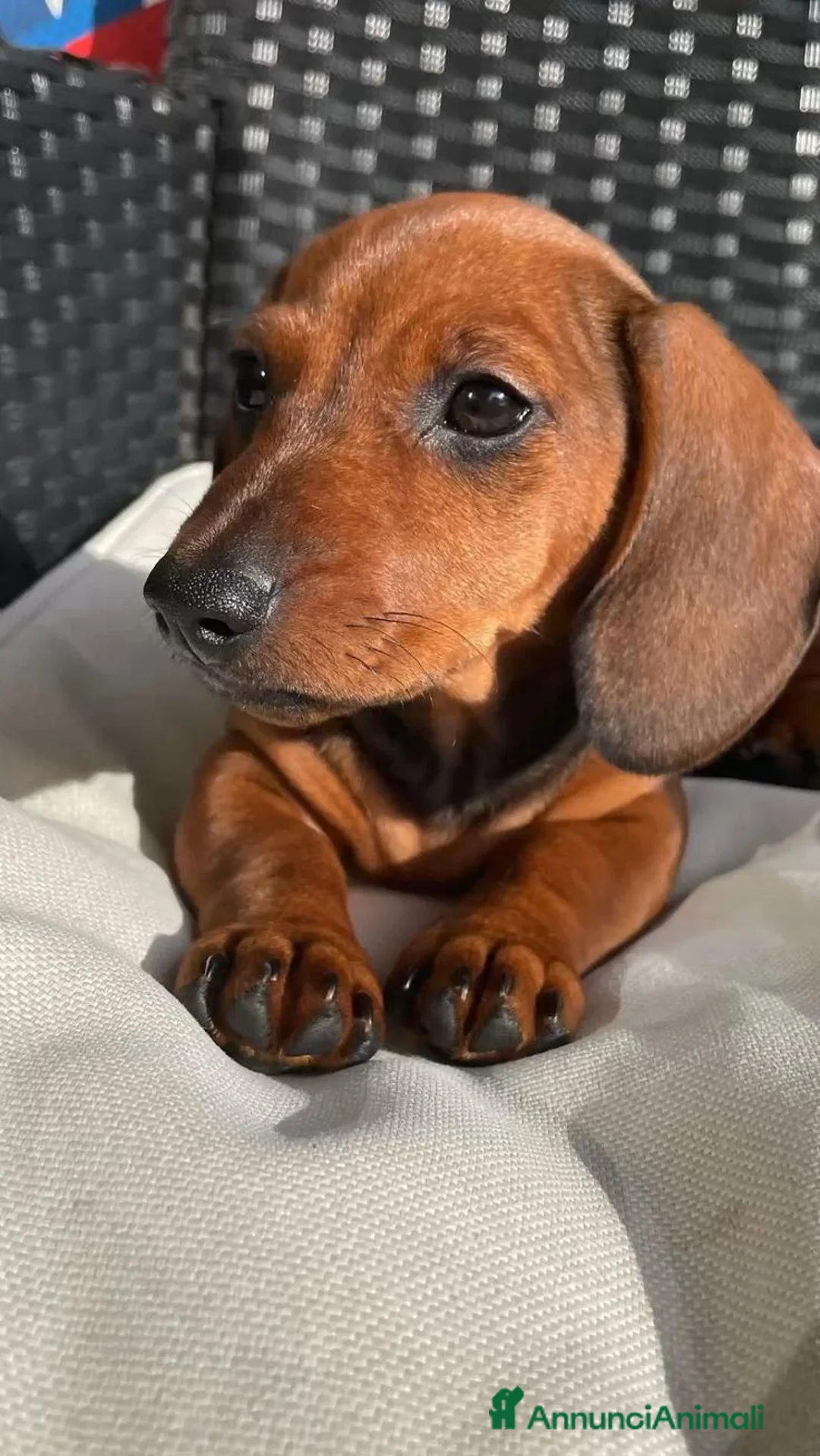 Bassotto cani in vendita: Cuccioli di bassotto - Annuncio 1