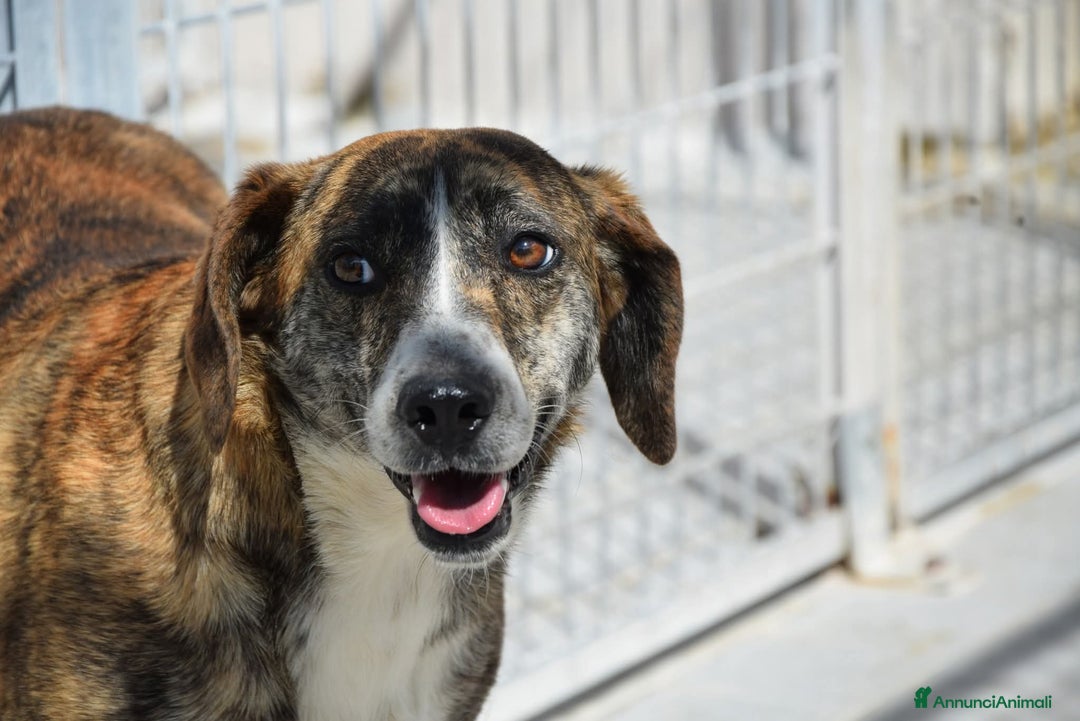 Meticcio cani in regalo: 46 cani che spariranno in silenzio !!!! - Annuncio 3
