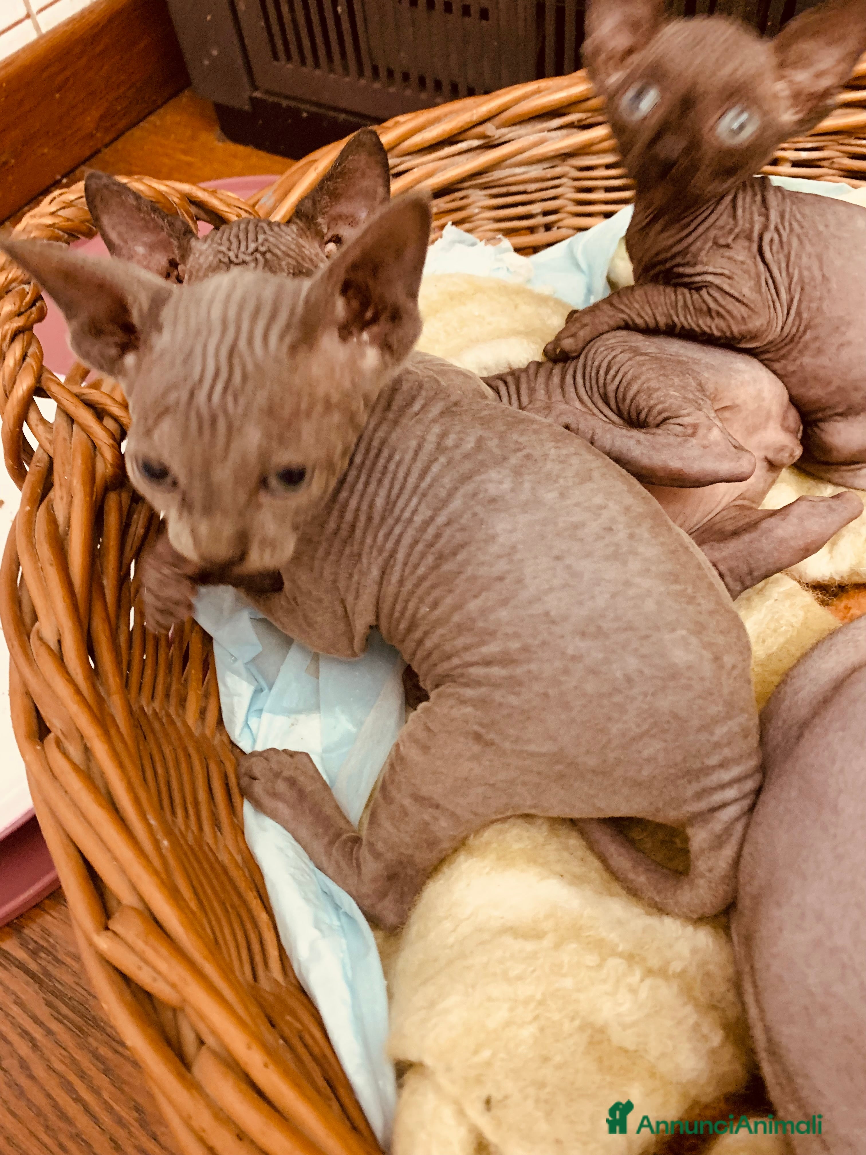 Sphynx gatti Sphink in vendita - Annuncio 2