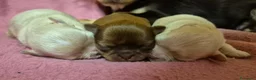 Chihuahua cani in vendita: Cuccioli chihuahua PELO LUNGO con pedigree  - Annuncio 3