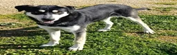 Meticcio cani in regalo: Kevin semplicemente meraviglioso - Annuncio 3