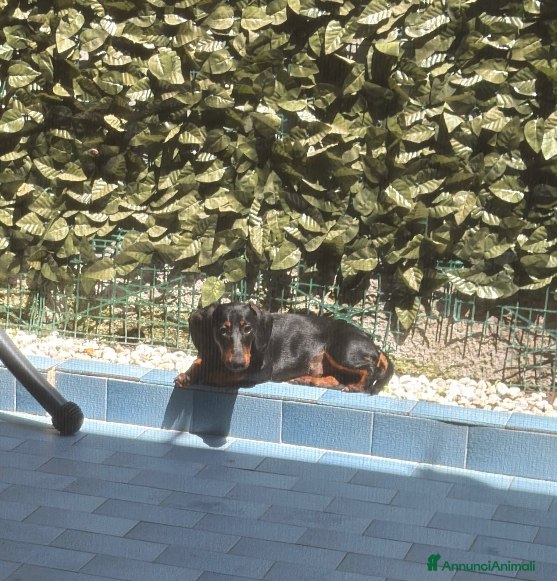 Bassotto cani Bassotto nero focato  - Annuncio 4