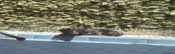 Bassotto cani in vendita: Bassotto nero focato  - Annuncio 1