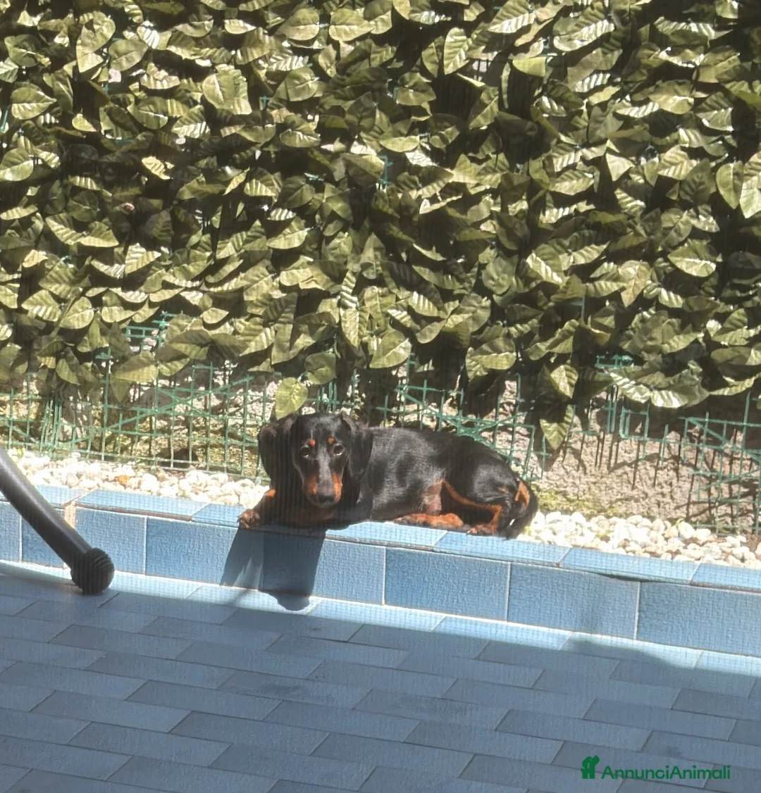 Bassotto cani in vendita: Bassotto nero focato  - Annuncio 1