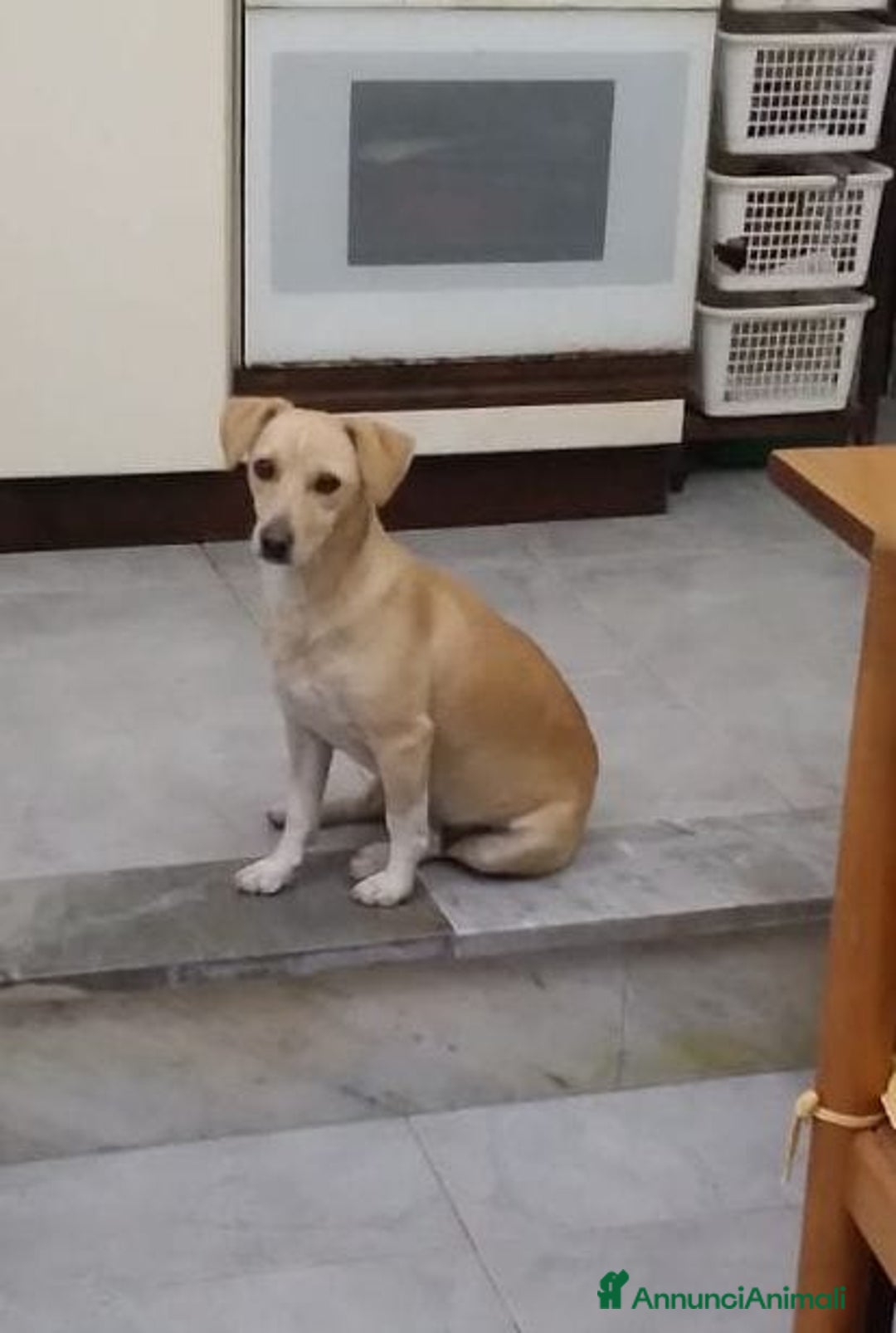 Meticcio cani in regalo: LEA cagnolina taglia piccola di 5 anni - Annuncio 4