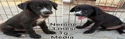 Meticcio cani in regalo: CUCCIOLI SOLI ED ESCLUSI  a Città Metropolitana di Genova - Annuncio 11