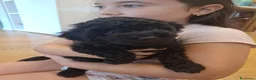 Barboncino Toy cani in vendita: Ultimo Barboncino Toy Nero - Annuncio 5