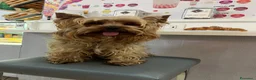 Yorkshire cani per accoppiamento: Cagnolino maschio  a Provincia di Bergamo - Annuncio 2