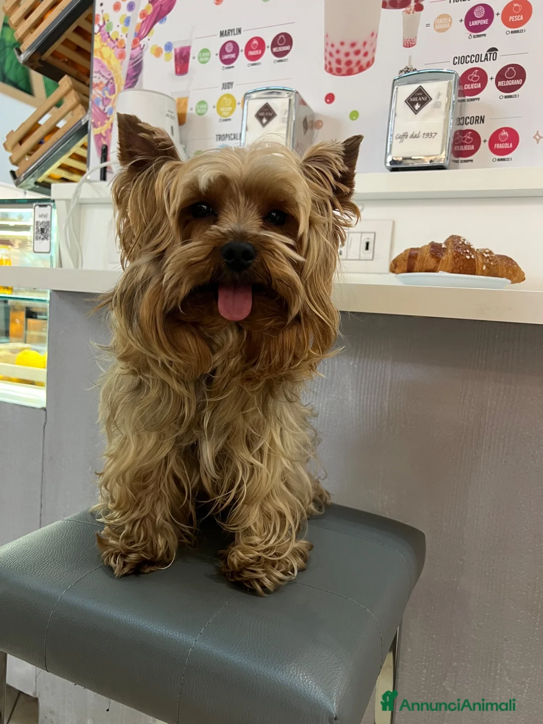 Yorkshire cani per accoppiamento: Cagnolino maschio  a Provincia di Bergamo - Annuncio 2