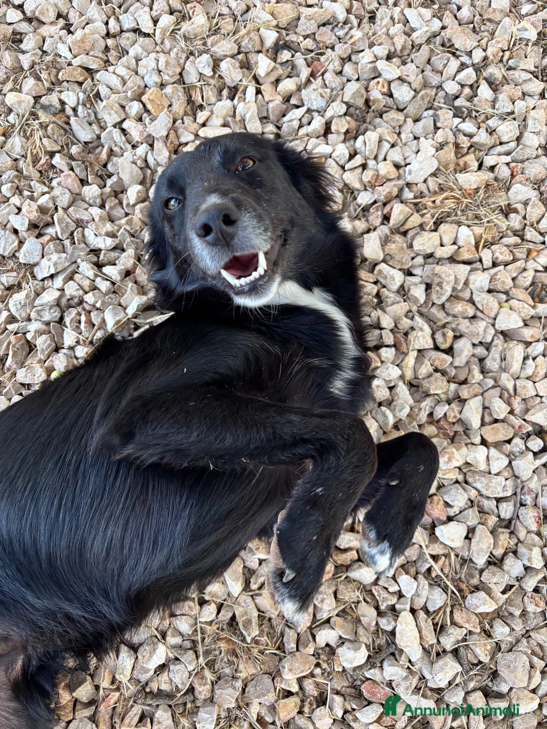 Meticcio cani in regalo: Dacia ❤️ - Annuncio 1