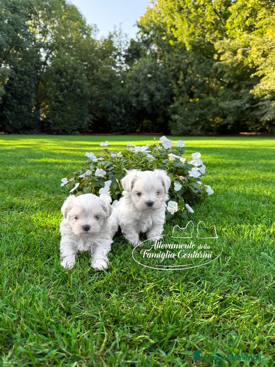 Maltese cani in vendita: MALTESI CUCCIOLI a Provincia di Ferrara - Annuncio 1