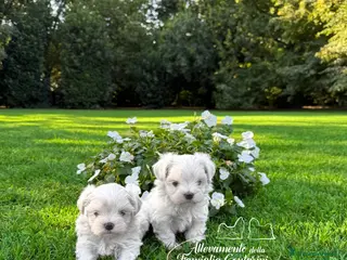 Maltese cani MALTESI CUCCIOLI - Annuncio 22