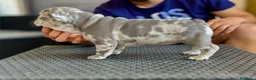 Bulldog Francese cani in vendita: Cucciola Bulldog Francese  - Annuncio 4