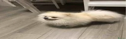 Volpino Pomerania cani per accoppiamento:  Volpino nano della Pomerania disp. per accopp. - Annuncio 2