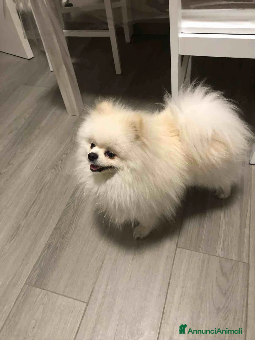 Volpino Pomerania cani per accoppiamento:  Volpino nano della Pomerania disp. per accopp. - Annuncio 2