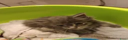 Maine Coon gatti in vendita: Cuccioli Maine coon  - Annuncio 6