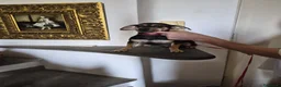 Meticcio cani in regalo: Michele - Annuncio 5