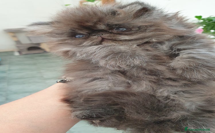 Persiano gatti a Provincia di Brindisi - Annuncio 6