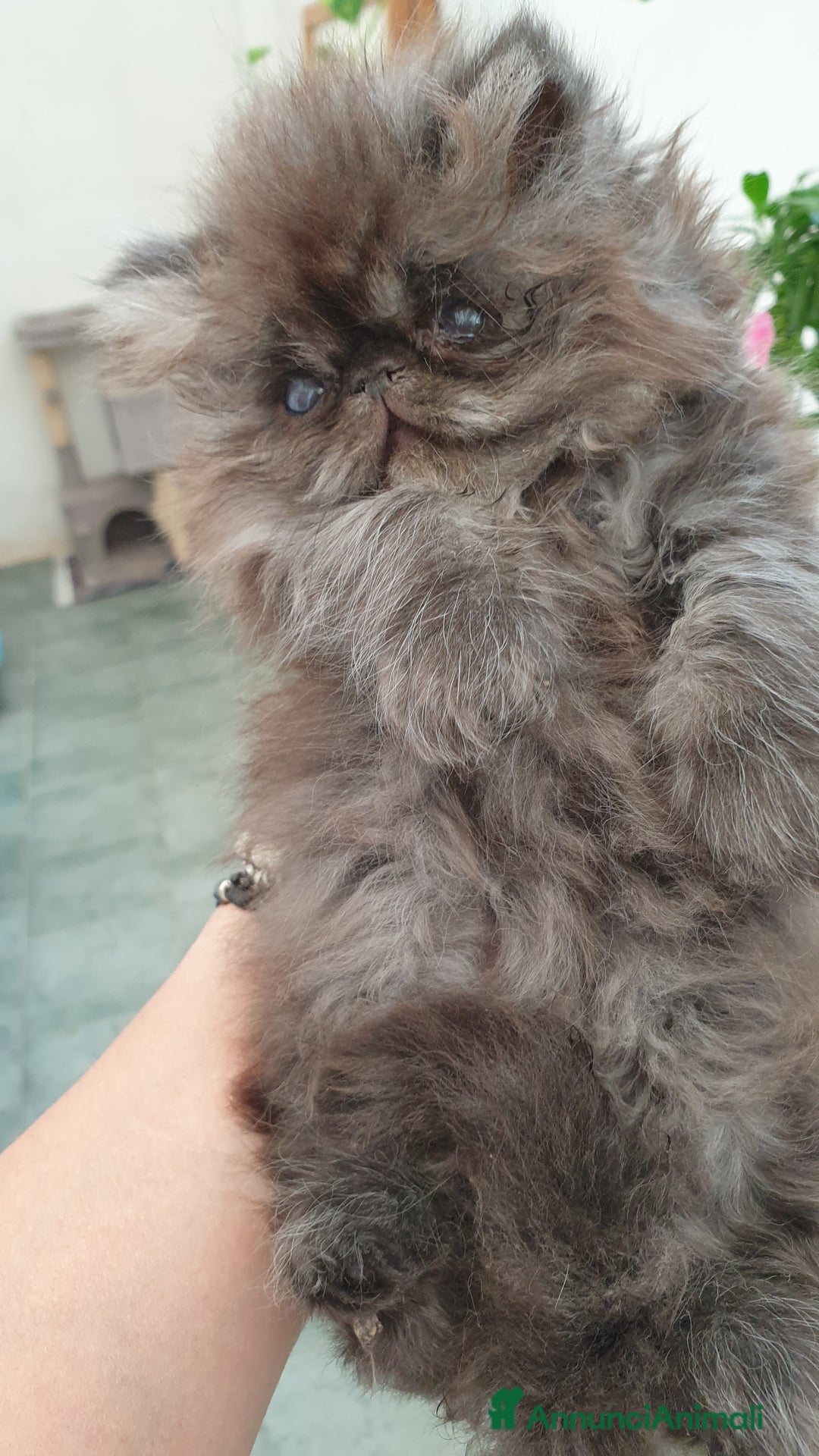 Persiano gatti in vendita: Cucciolo persiano ipertipico maschio a Provincia di Brindisi - Immagine 1