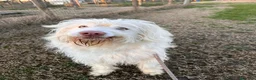 Meticcio cani in regalo: ABBANDONATO DALLA SUA FAMIGLIA  a Provincia di Ferrara - Annuncio 6