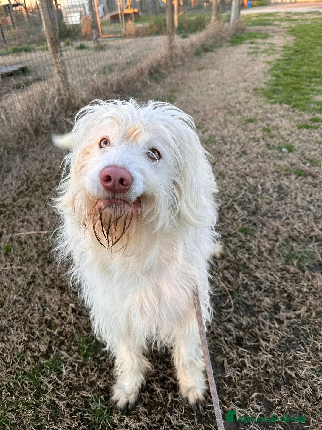 Meticcio cani in regalo: ABBANDONATO DALLA SUA FAMIGLIA  a Provincia di Ferrara - Annuncio 6